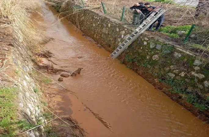 Kanala düşen köpeği itfaiye ekipleri kurtardı
