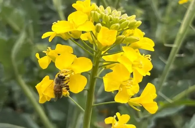 Kanola ilaçlamasında arıların korunması çağrısı
