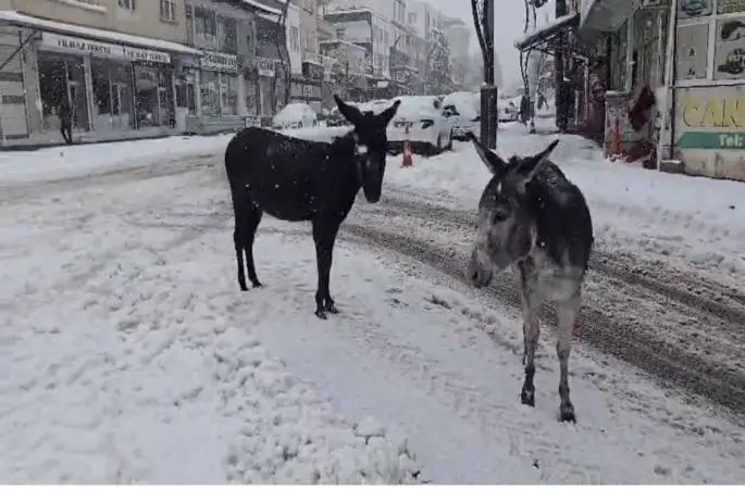 Kar altındaki eşekleri çiftliğine götürüp besledi
