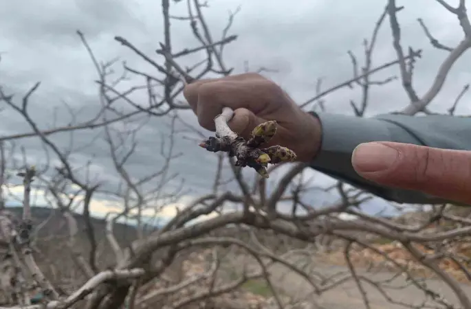 Kar ve yağmur bereketi: Antep fıstığında kuraklık endişesi geçti
