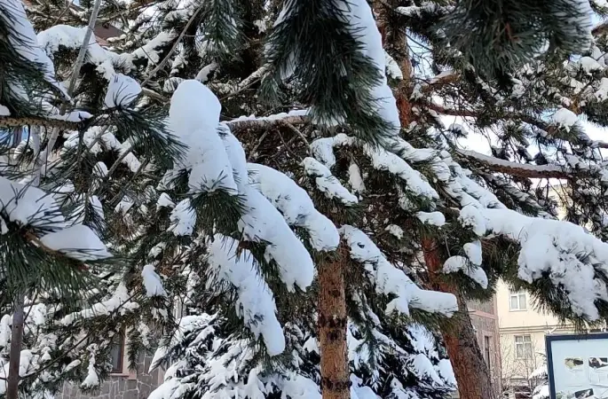 Kar yağışının ardından ağaçlarda kartpostallık görüntü