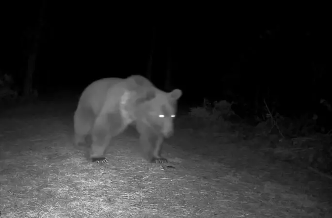 Karabük’te boz ayılar fotokapanla görüntülendi
