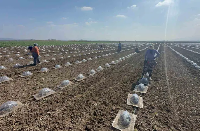 Karacabey Ovası’nda turfanda karpuz ekimi başladı
