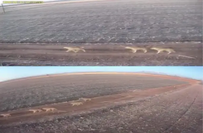 Karaman’da aç kalan kurtlar ovaya indi
