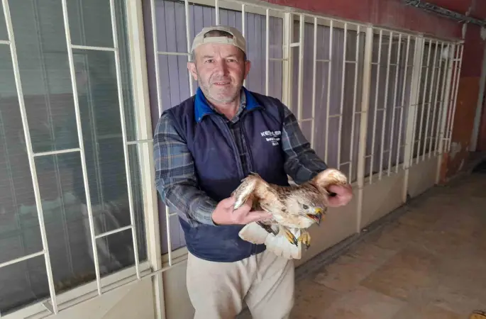 Karapınar’da yaralı kızıl şahin tedavi altına alındı
