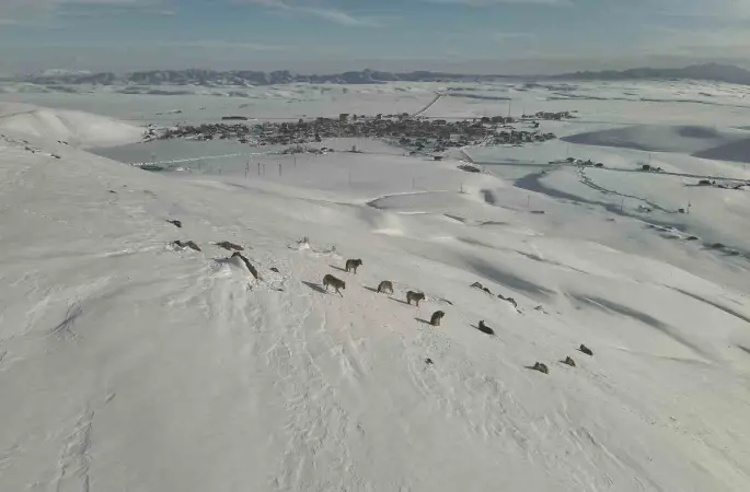 Karayazı’da kurt sürüsü gündüz vakti görüntülendi
