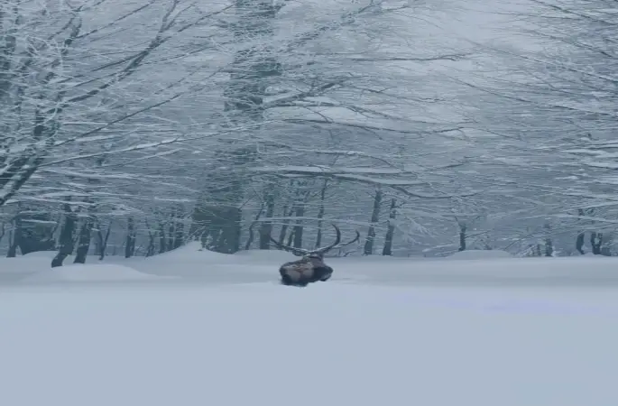 Karla kaplı Kartepe’de kızıl geyik güzelliği
