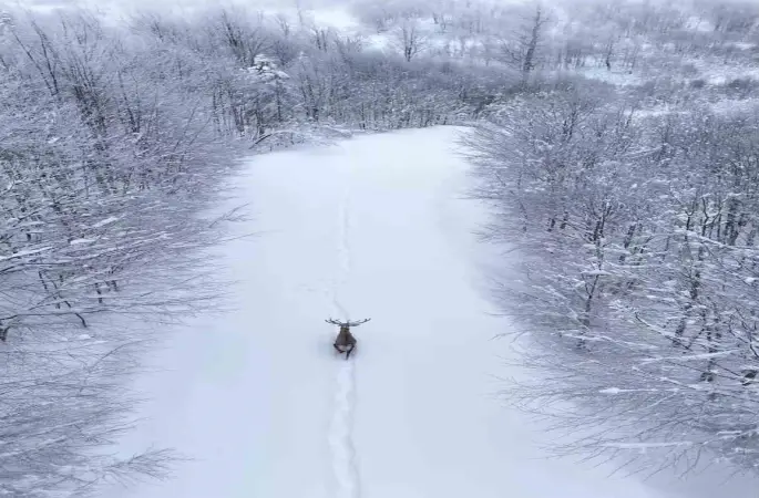 Karların arasında süzülen kızıl geyik havadan görüntülendi
