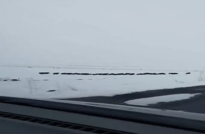 Karlı arazide ilerleyen domuz sürüsü görüntülendi
