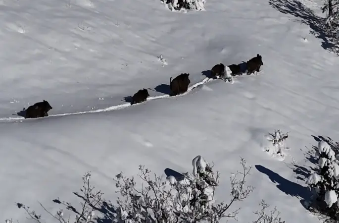 Karlı arazide ilerleyen domuz sürüsü havadan görüntülendi
