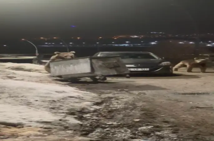 Kars’ta yerleşim bölgesine inen bozayılar çöpte yiyecek ararken görüntülendi
