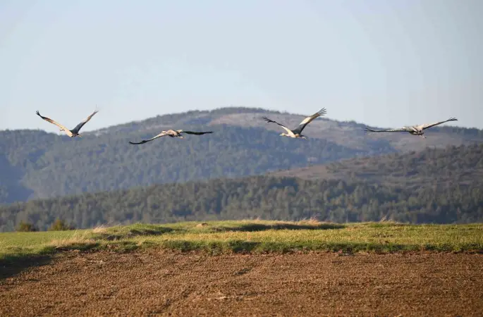 Kastamonu’da görsel şölen: Turna ailesi göç yolunda görüntülendi
