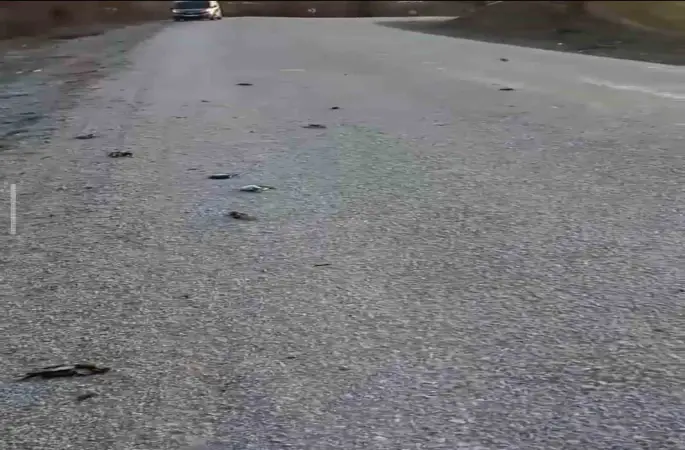 Kastamonu’da onlarca kuş yolda telef olmuş halde bulundu
