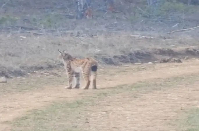 Kastamonu’da ormanda dolaşan vaşak görüntülendi
