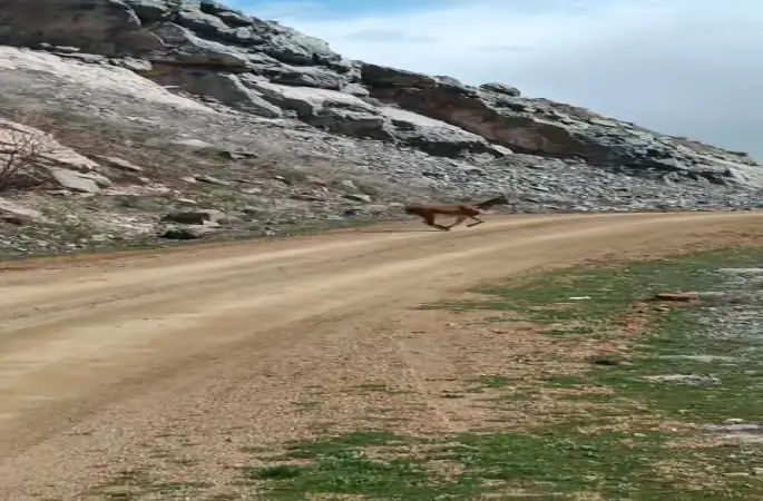 Kayalıklardan süzülen zarafet kameralarda
