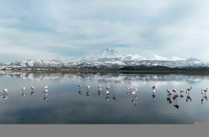 Kayseri’nin ilk flamingo kafilesi geldi

