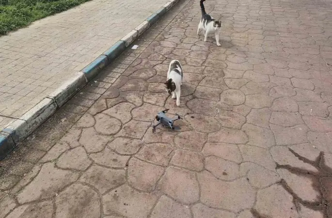 Kediler dronu fare sandı, ortaya renkli görüntüler çıktı
