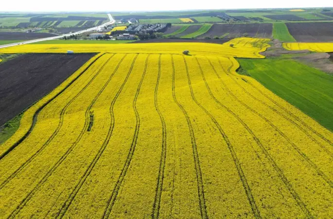 Kırklareli’nde kanola tarlaları sarıya büründü
