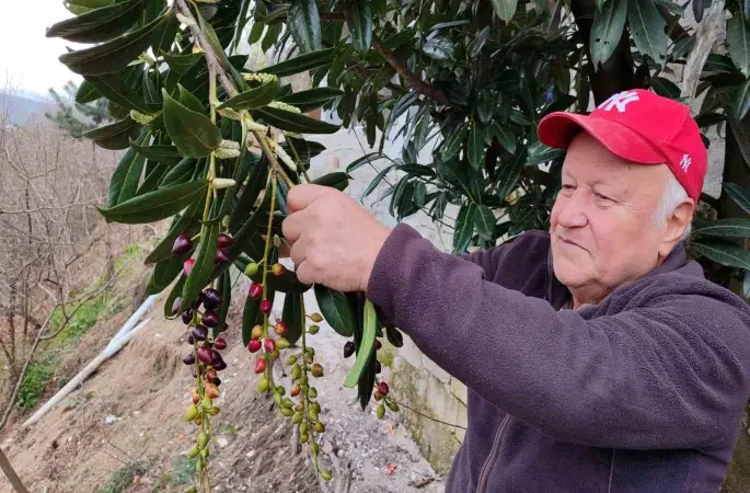 Kış ortasında yalancı bahara aldanan karayemiş ve dut ağaçları çiçek açıp meyve verdi
