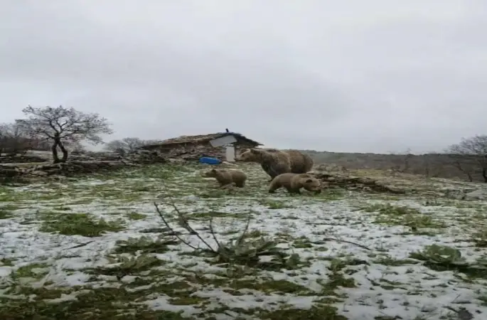 Kış uykusundan uyanan anne ayı yavruları ile yaylaya indi

