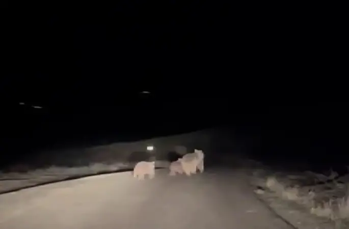 Kış uykusundan uyanan ayı ve yavruları yemek ararken görüntülendi
