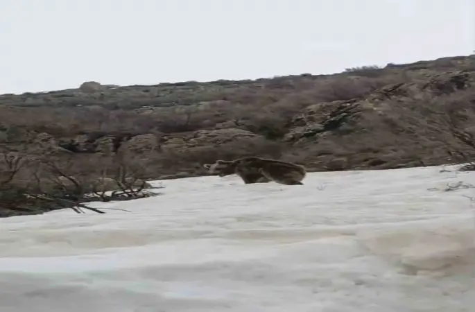 Kış uykusundan uyanan ayı yerleşim yerine indi
