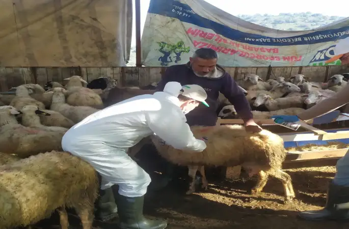 Koçarlı’da küçükbaş hayvanlar aşılandı
