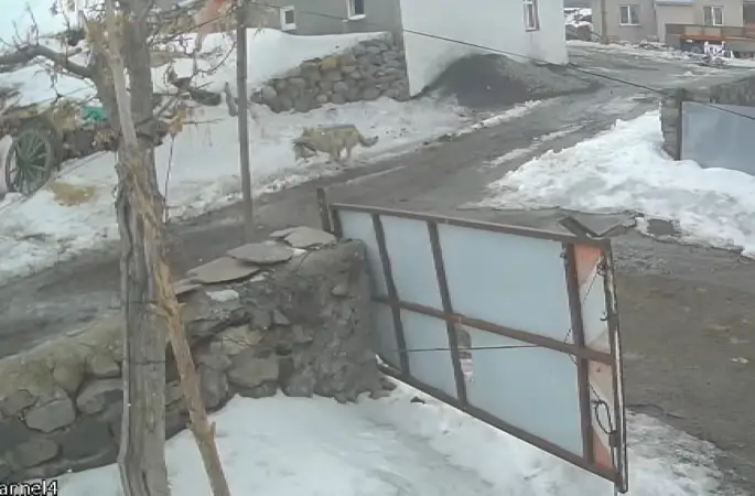 Köye inen kurt kaz sürüsüne saldırdı
