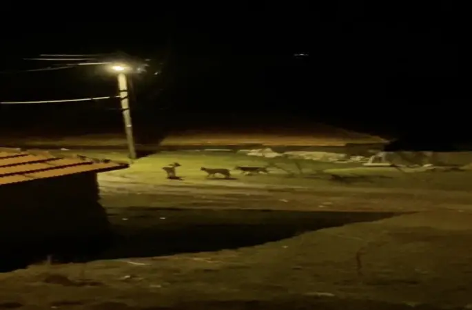 Köye inen kurt sürüsü kamerada
