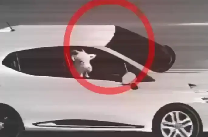 Küçükbaş hayvan hırsızlığı yapan 3 şüpheli tutuklandı
