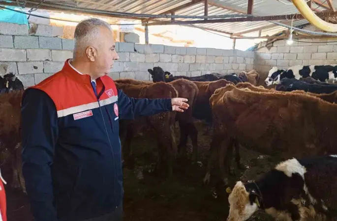 Kumlu’da yerli ırk hayvanlarla büyükbaş yetiştiriciliği yapan işletme incelendi
