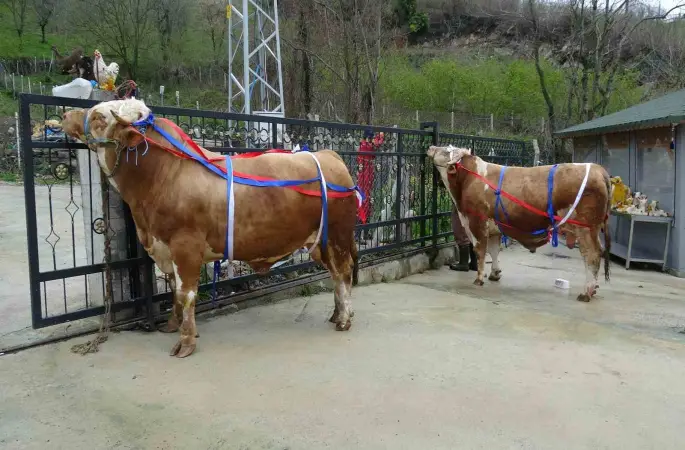 Kurban Bayramı yaklaşırken tonluk kurbanlıklar satışta
