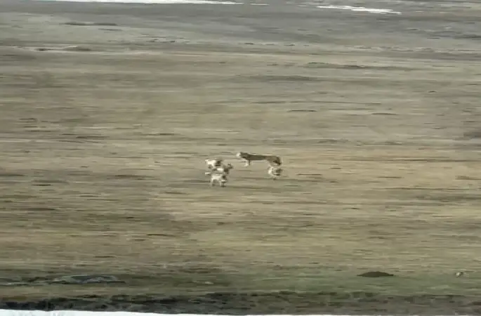 Kurt sürüsü arazide böyle görüntülendi
