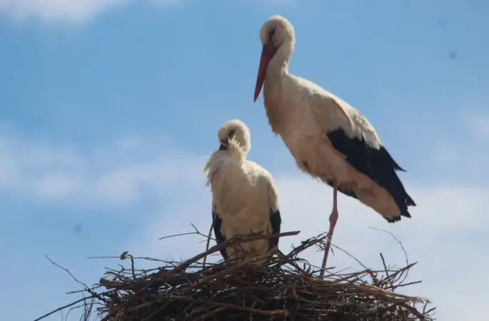 Kuşadası’nda 40 yıl sonra leylek sevinci
