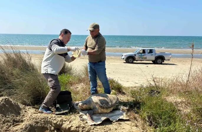 Kuşadası’nda deniz kaplumbağası ölümleri artıyor: Bir haftada 7 kayıp
