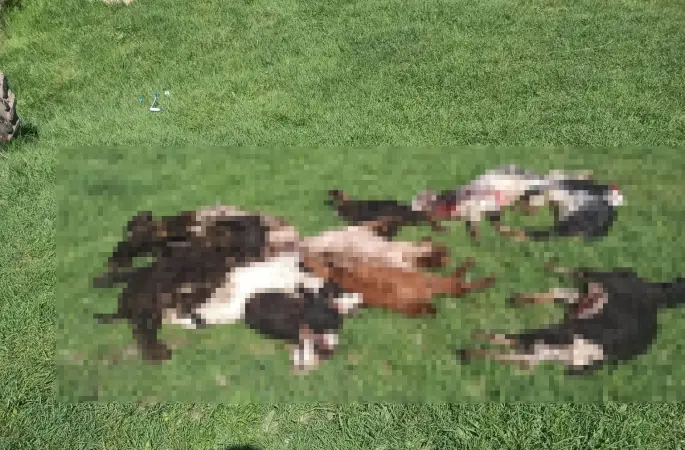 Kütahya’da kurtlar girdikleri ağılda 25 küçükbaş hayvanı telef etti
