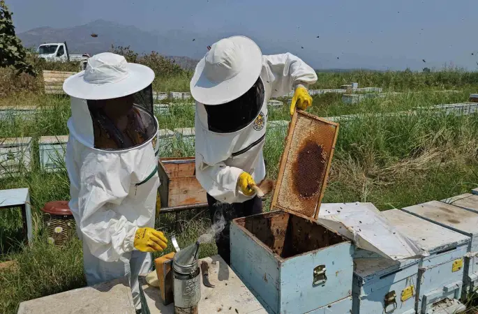 Kuyucak’tan dünyaya kovan ihracatı
