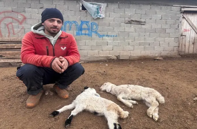 "Kuzu Septisemisi" yeni doğan kuzuları telef ediyor
