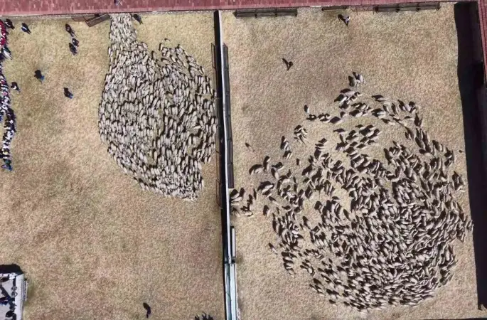 Kuzular anneleriyle buluştu, sevgi yumağı dron kamerasında
