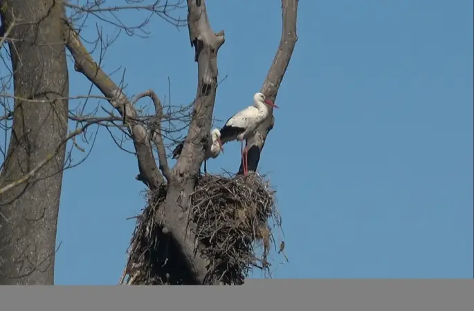 Leylekler baharın müjdesiyle geri döndü
