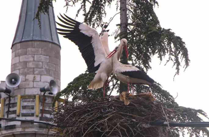 Leyleklere ‘Saygılı’ köy: Bütün elektrik direkleri yuva oldu, leylekler için tedbir alındı
