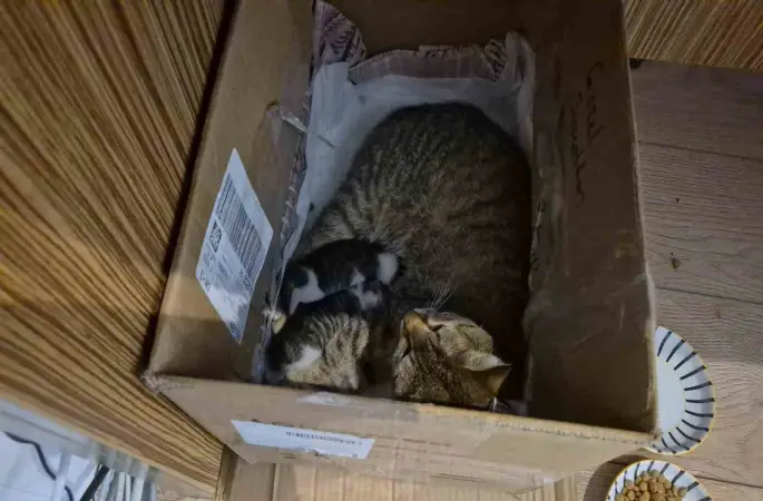 Lisenin maskot kedisi, yavrularını okula emanet etti
