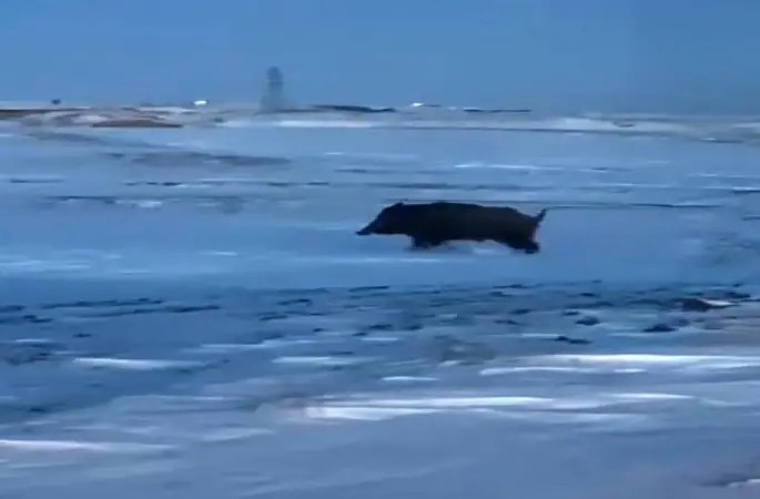 Mahalleye yakın bir noktada domuz görüldü
