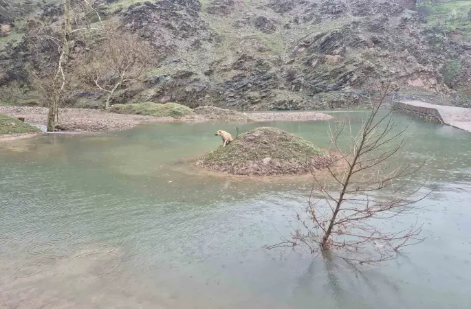 Mahsur kalan köpeği itfaiye ekipleri kurtardı
