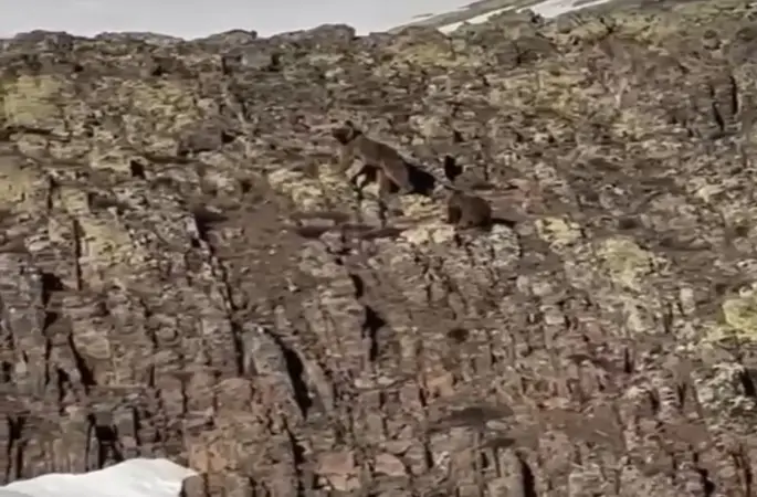 Malatya’da ayı ve yavrusu görüntülendi
