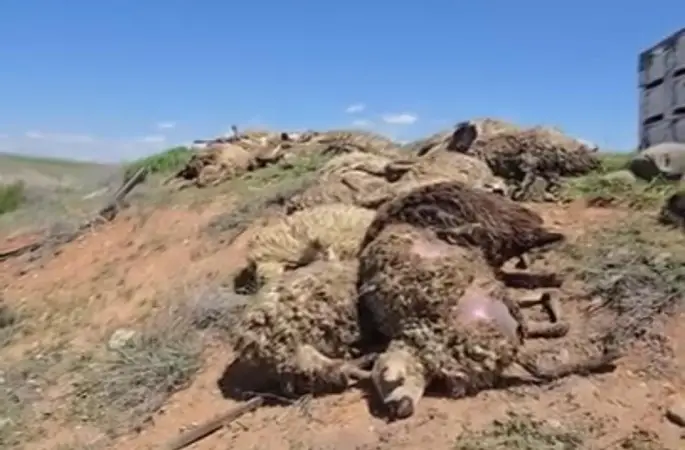 Malatya’da küçükbaş hayvan yüklü tır devrildi: 2 kişi yaralandı, 80 koyun telef oldu
