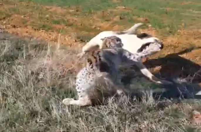 Malatya’da vaşak-köpek kavgası kamerada
