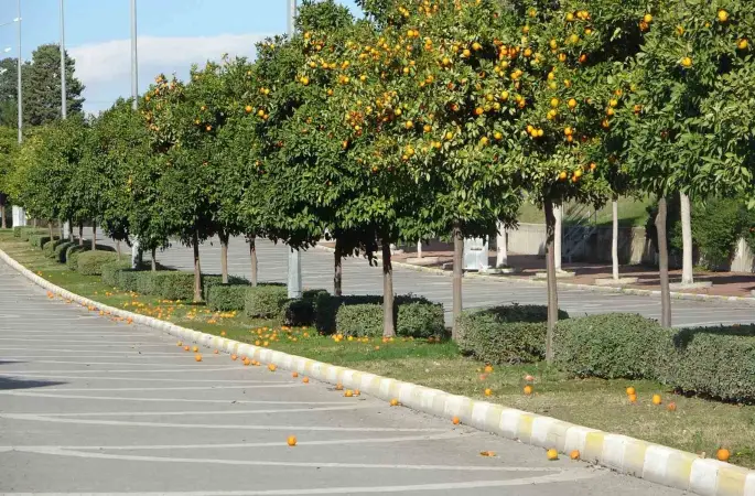 Manavgat’ta fırtına ve yağmur turunçları yollara döktü
