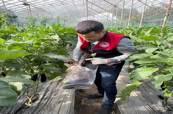 Manavgat’ta seralarda hasat öncesi pestisit denetimi
