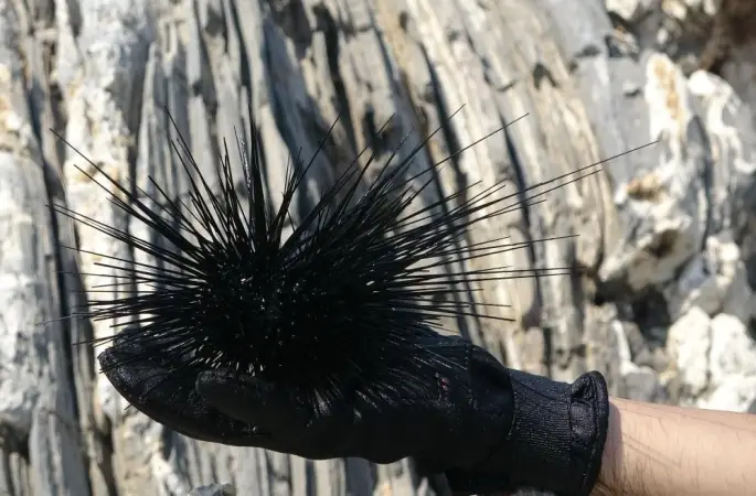 Marmara’nın denizkestanesi avcılığına açılmasına tepki
